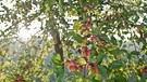 Apfelbäume | Bild: Arno Dirker (Mömbris)