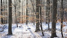 Steigerwald im Winter | Bild: steigerwald-zentrum.de