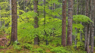 Gemeine Fichte, Gewoehnliche Fichte (Picea abies), Wald nach dem Regen im Fruehling, Deutschland, Bayern, Allgaeu, Blaichach, Gunzesried  | Bild: picture-alliance/dpa