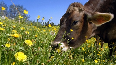 Eine Kuh auf einer Alp im Allgäu | Bild: picture-alliance/dpa