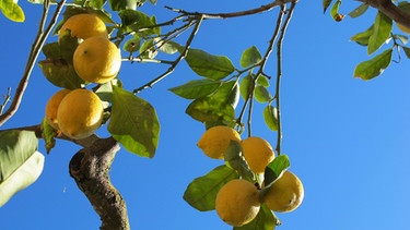 Ein Zitronenbaum trägt auf Ibiza bei Santa Agnes vor blauem Himmel Zitronen an seinen Zweigen. | Bild: picture-alliance/dpa