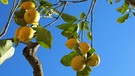 Ein Zitronenbaum trägt auf Ibiza bei Santa Agnes vor blauem Himmel Zitronen an seinen Zweigen. | Bild: picture-alliance/dpa