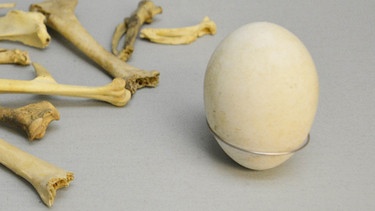 Das wohl älteste unversehrte Hühnerei der Welt im Allgäu Museum in Kempten | Bild: Roger Mayrock Kulturamt Kempten