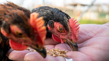 Hühner fressen Körner aus der Hand | Bild: dpa-Bildfunk/Christophe Gateau