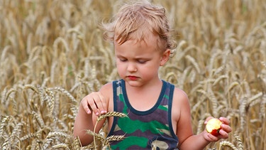 Ein Junge in einem Weizenfeld | Bild: colourbox.com