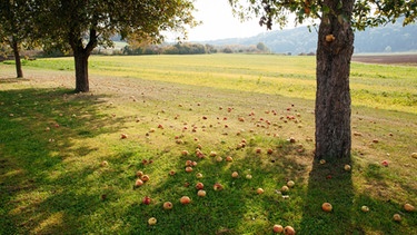 Apfelbäume auf einem Feld. | Bild: BR/Herbert Ebner