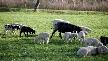 Schafe weiden auf einer Wiese, Foto: BR/Herbert Ebner | Bild: BR/Herbert Ebner