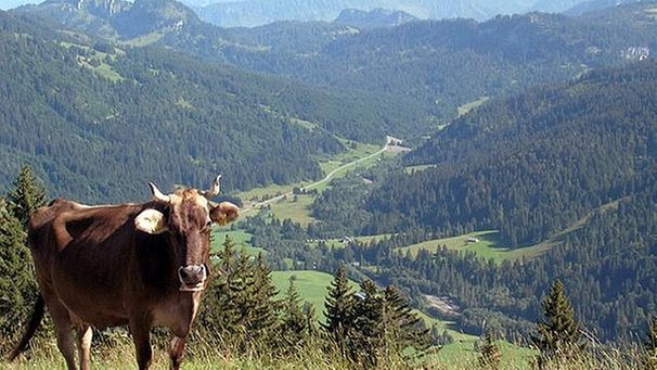 Eine Kuh steht am Rande eines Wanderweges | Bild: BR/Marianne Bitsch