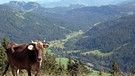 Eine Kuh steht am Rande eines Wanderweges | Bild: BR/Marianne Bitsch