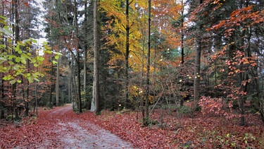 Im bayerischen Wald | Bild: BR/Harald Grill