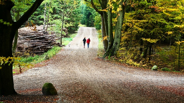 Wald Gedichte