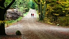 Spaziergänger im Wald | Bild: colourbox.com