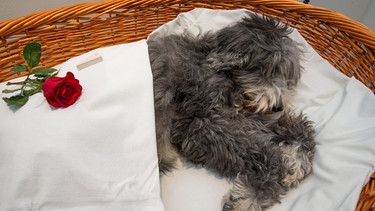 Toter Hund in einem Korb in einem Tierkrematorium | Bild: picture-alliance/dpa