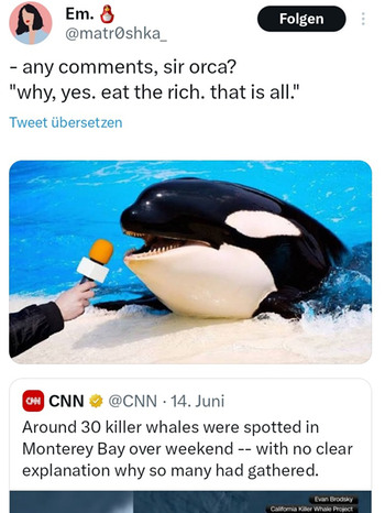 Orcas auf Social Media | Bild: Screenshot Twitter