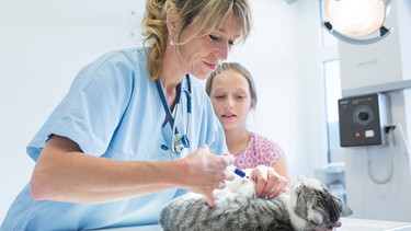 Tierärztin behandelt eine Katze | Bild: Karl Holzhauser, MEV_Aktuelles Fotoarchiv_121
