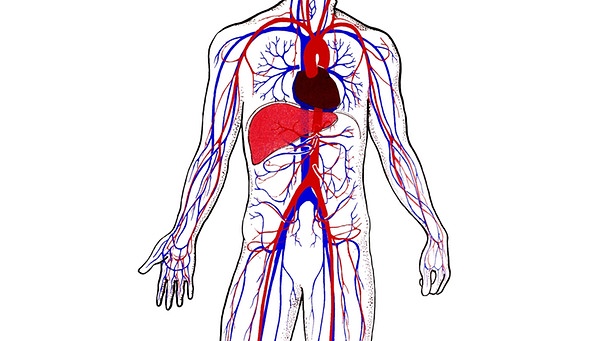 Grafische Darstellung des menschlichen Blutkreislaufs. | Bild: picture-alliance/dpa