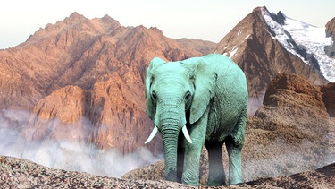 Befremdlich: Elefant vor hochalpiner Bergkulisse | Bild: Montage BR