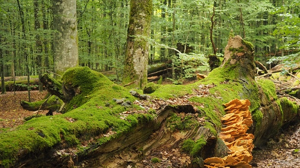 Totholz im Nationalpark Bayerischer Wald | Bild: Franz Leibl/Nationalpark Bayerischer Wald