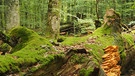 Totholz im Nationalpark Bayerischer Wald | Bild: Franz Leibl/Nationalpark Bayerischer Wald