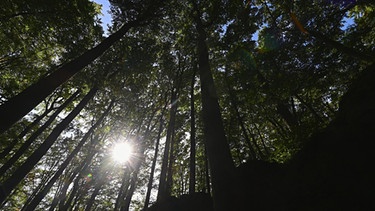 29.09.2019, Bayern, Sanspareil: In dem Waldstück rund um den Felsengarten Sanspareil scheint ein blauer Himmel durch die Baumkronen. Foto: Nicolas Armer/dpa +++ dpa-Bildfunk +++ | Bild: dpa-Bildfunk/Nicolas Armer
