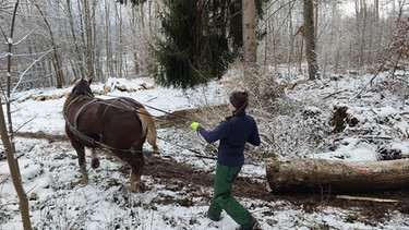 Victoria Buchecker zieht beim Holzrückekurs den Baumstamm mit Pferd aus dem Wald | Bild: BR / Chris Baumann