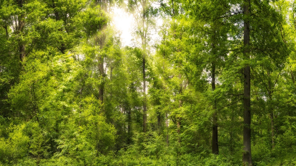Wald | Bild: picture-alliance/dpa