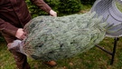 Ein transportbereiter Weihnachtsbaum wird aus einer Verpackungsmaschine gezogen | Bild: dpa-Bildfunk