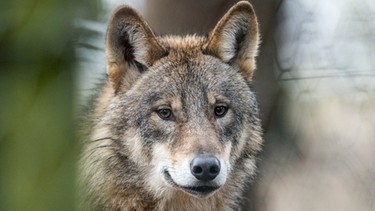 Ein Wolf | Bild: dpa-Bildfunk/Bernd Thissen