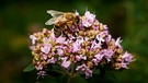 Eine Biene sitzt auf der Blüte einer Bergenie. | Bild: mauritius images / boxx-foto