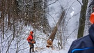 Bergbauern: Holzarbeiten im eigenen Wald gehören für Markus Mayr und Sohn Martin zum festen Winterprogramm | Bild: Klaus Einwanger