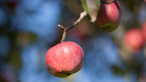 Reife Äpfel an einem Zweig | Bild: BR/Herbert Ebner