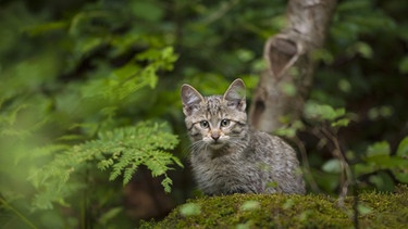 Europäische Wildkatze im Bayerischen Wald | Bild: picture-alliance/dpa