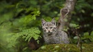 Europäische Wildkatze im Bayerischen Wald | Bild: picture-alliance/dpa