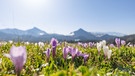 Nahaufnahme von wilden lila und weißen Krokussen auf dem Heuberg.  | Bild: stock.adobe.com/Jochen Netzker