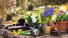 Frühjahrsblüher: Primeln, Narzissen, Hyazinthen und Gänseblümchen. | Bild: stock.adobe.com/Jeanette Dietl