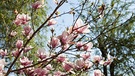 Magnolien stehen im Frühlling in voller Blüte. | Bild: BR/Herbert Ebner