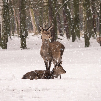 Reh mit Kitz im Schnee | Bild: picture-alliance/dpa