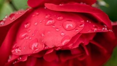 Wassertropfen haben sich auf einer roten Rosenblüte gesammelt | Bild: dpa-Bildfunk/Hauke-Christian Dittrich