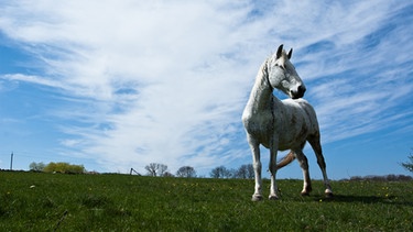 weißes Pferd | Bild: colourbox.com