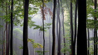 Wald | Bild: dpa-Bildfunk/Karl-Josef Hildenbrand