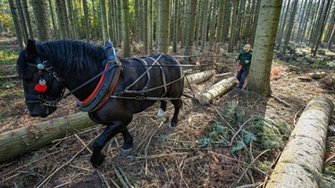 Mit Hilfe des Rückepferdes wird geschlagenes Holz aus dem dichten Wald zu den Rückegassen gezogen. | Bild: dpa-Bildfunk/Patrick Pleul