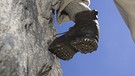 Historischer Bergschuh im Felsen | Bild: picture-alliance/dpa