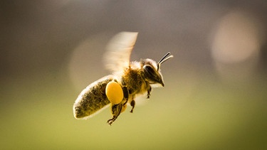 Biene fliegt | Bild: picture-alliance/dpa
