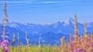 Großes Weidenröschen am Gaisberg. Der Blick geht über das Salzachtal und das Salzburger Becken zum Watzmann und Steinernes Meer, Berchtesgadener Alpen. | Bild: picture-alliance/dpa