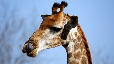 Giraffe mit Zunge in der Nase | Bild: colourbox.com