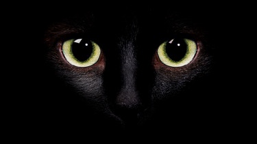leuchtende Katzenaugen | Bild: colourbox.com