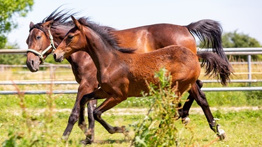 Ein Fohlen und ein Pferd gallopieren über eine Koppel | Bild: colourbox.com