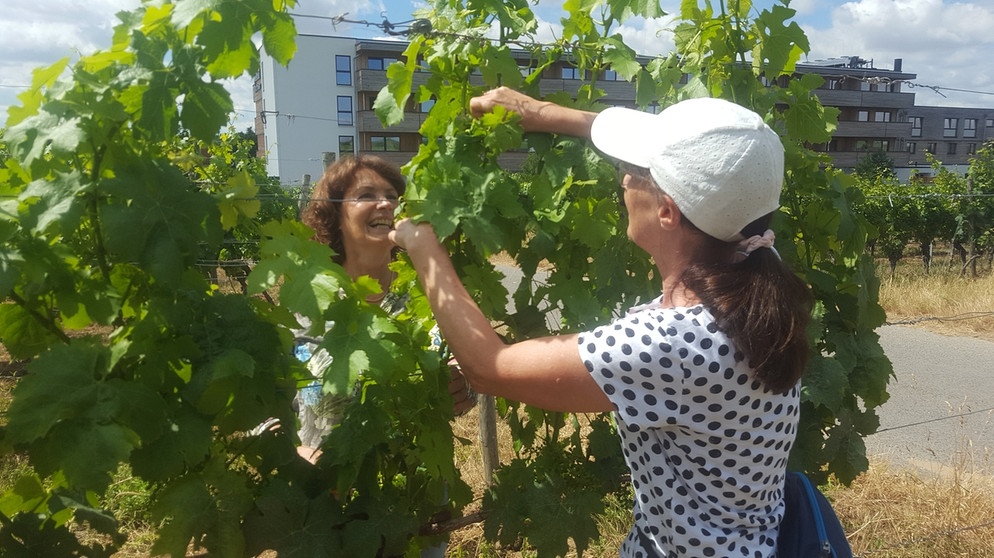 Interessierte lernen, wie man Wein selber macht.  | Bild: BR-Petra Nacke