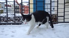 Die Katze lief im Schnee | Bild: BR/Rolf-Bernhard Essig