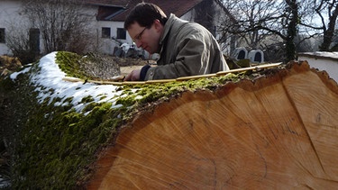 Tonholz: Holz für 100 Kontrabässe | Bild: BR/Stefan Frühbeis